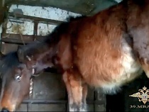 В Калининградской области полиция задержала конокрада-живодёра