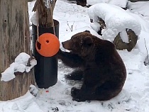 В Калининградском зоопарке медведица вышла из зимней спячки
