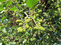 Селянин в Славском районе напилил ольхи на 137 000 рублей