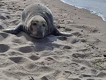 На Куршской косе из моря вышел тюлень с огромными зубами