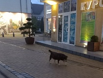 В Зеленоградске пёс Федя каждый день ходит на работу