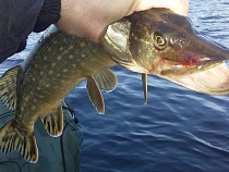 В Калининграде назвали цену за запрещённую щуку