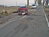 Под Гурьевском дерево рухнуло на проезжавший БМВ: водитель чудом выжил