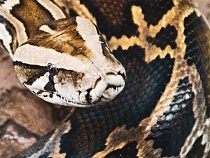 В Калининграде питон-долгожитель не пережил ремонта террариума