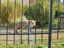 Страшный зверь куролесил вокруг детей и больных в Мамоново