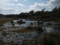 Двое пожилых грибников увязли в болоте, заблудившись в лесу