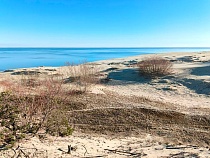 На Куршской косе замолкают голоса птиц