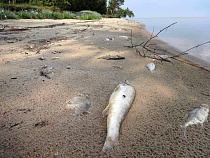 В Куршском заливе начался традиционный мор рыбы (фото)