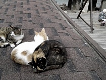 Алиханов откликнулся на сообщение об умирающих котах в Зеленоградске