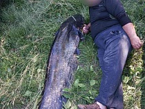Мужчина в Калининградской области вытащил из воды сома размером с себя