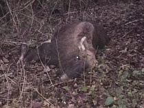 На балтийской трассе Мерседес въехал в лося