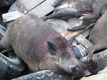 В Калининградской области зарегистрировали африканскую чуму свиней