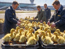 В Калининградскую область самолётами завозят утят