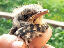Калининградский зоопарк составил памятку для тех, кто нашел птенца-слётка
