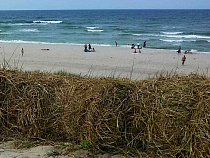 Учёный рассказал о качестве воды Балтики, в которой мы купаемся