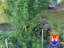 Житель Светлого в открытую выращивал дикую коноплю