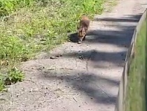 У Бальги раненая лиса взмолилась о помощи