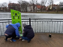 Туристам в Калининграде разрешили кормить птиц за деньги