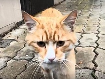 В Зеленоградске трое котят умерли на руках у туристов из Москвы