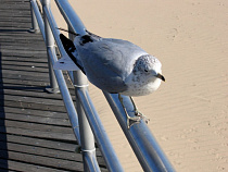 Деревянный променад в Балтийске обещают обновить к маю