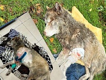 В Черняховске люди вшестером пытались разжать пасть стаффорда