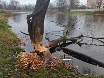 Бобры погрызли несколько деревьев прямо в центре Черняховска