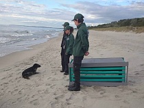 Пойманного на Куршской косе тюленя выпустили в море в Балтийске
