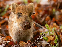 "Автотор" забросил свои угодья под Калининградом