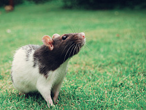 В Калининграде новый тротуар просел по вине крыс