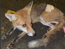 В Калининграде люди страшно ранили лисёнка