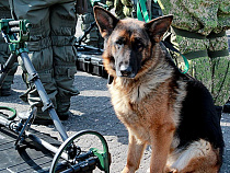 На Балтфлоте впервые появились минно-розыскные собаки