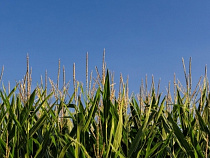 ЗАО «Нестеровское» оштрафовано на 200 тысяч рублей