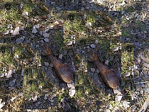 Спустя 70 лет: под Калининградом продолжается разминирование