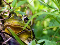 Калининградцам представят более 20 видов амфибий и рептилий из всех уголков земли