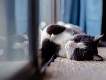 27 февраля в Калининградской области возможны перебои электроснабжения 