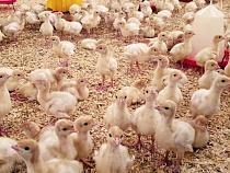 Россельхозбанк пополнил экосистему Своё Фермерство комплексным цифровым сервисом для начинающих агропредпринимателей