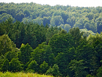 Стало известно о создании национального парка «Виштынецкий»