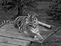 В Калининградском зоопарке скоропостижно скончалась тигрица 