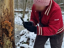 Грибы отменили завершение сезона в Калининградской области