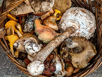 В лесу под Гусевом заблудилась семья с ребенком