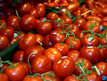 19,5 тонн томатов отправили на обеззараживание из-за моли