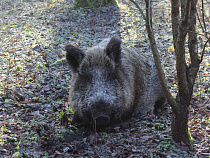 Под Гусевом задержали браконьера с разделанной тушей кабана