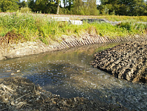 Росприроднадзор подтвердил факт загрязнения реки «Балтптицепромом»