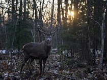 Олень на Куршской косе показал туристам свои огромные рога