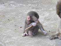 Калининградцы дадут паспорт макаке