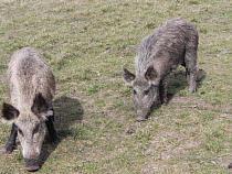 Алиханов о кабанах на Куршской косе: наше мнение – нужно уничтожать полностью