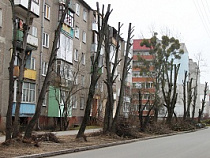 В Калининграде инициативная группа требует прекратить неэффективную обрезку деревьев