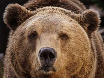 В Калининград несколько месяцев возят на паромах медведей 