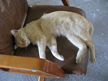 Калининградец украл у своей бывшей кота из-за безответной любви