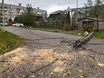 В Светлогорске падающее дерево завалило бетонный столб